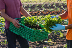 МСП у сфері сільського господарства отримують підтримку внаслідок встановлення партнерських відносин між фондом EFSE та "КРЕДИТВЕСТ БАНКОМ", Україна