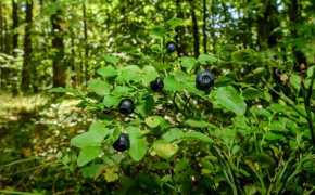 EU4Business supports Ukrainian berry producer Amethyst Ole