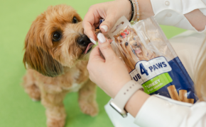 Від родинної ідеї до глобального бренду. Як українська компанія Kormotech розширює експорт під час війни