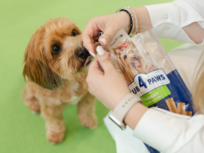 Від родинної ідеї до глобального бренду. Як українська компанія Kormotech розширює експорт під час війни