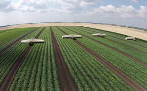 Під обстрілами, але з урожаєм: як на півдні України продовжують вирощувати томати за підтримки ЄС